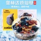 臺灣風味奧林達燒仙草310g仙草凍蜜汁紅豆燕窩營養(yǎng)甜品不添加色素